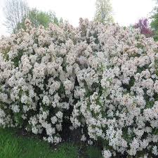 Shop our selection of flowering shrubs online! Buy Choisya White Dazzler Hedge X5 Best Value For Money Gardens4you