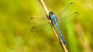 I just want facts, not noise. Swarms Of Dragonflies Across 3 States Are So Large They Re Showing Up On Radar Abc News