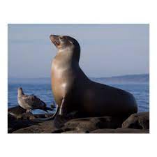 California Sea Lion Poster Zazzle Com In 2021 Sea Lion Animals Sea Mammal