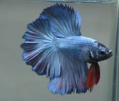Live Tropical Fish Steel Blue Red Rosetail Halfmoon Betta B16 Balik