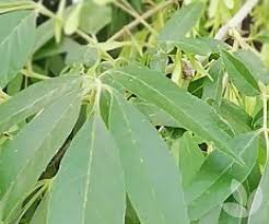 Image result for Fraxinus velutina