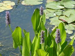 Image result for Pontederia