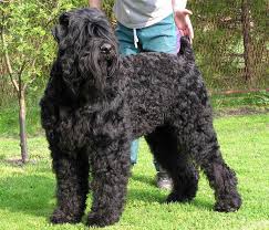 Black Russian Terrier Dog Breed