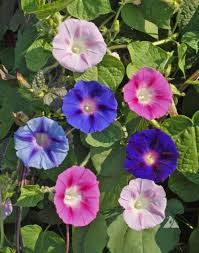 I want to have a 6 foot fence put in, and then cover them with morning glory, so i can get some more privacy. Morning Glory Tall Mix Ipomoea Purpurea Applewood Seed Company