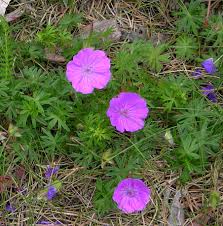 Image result for Geranium aculeolatum