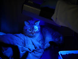 In studies we have conducted, juvenile cats will recover from ringworm with no treatment at all within 70 to 100 days. Humane Society Of The Pikes Peak Region Ringworm Ringworm And More Ringworm Facebook
