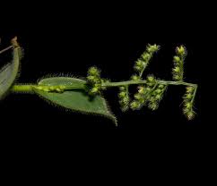 Image result for Isachne kiyalaensis