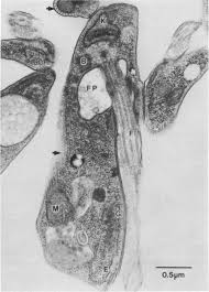 Image result for Viscum congolense