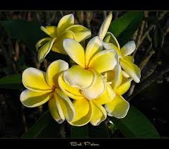 Rare Flowers The Plumeria Bali Palace Rare Flowers Beautiful Flower Names Unusual Flowers