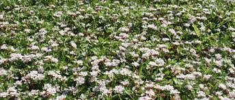 Image result for Phyla nodiflora