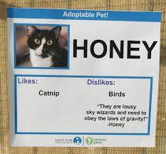 These Cats Were Given Hilarious Likes And Dislikes So They Would Get Adopted Cat Adoption Cat Rescue Funny Cute Cats