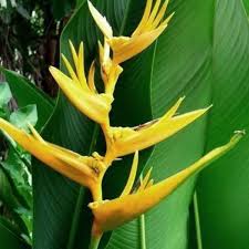 Heliconia likes rich soil with irrigation. Heliconia Psittacorum Golden Tourch Heliconia Lady Diana Yellow