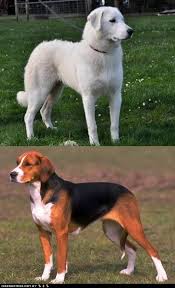 The Akbash Dog Is Native To Western Turkey In The Region Known As The Akbas And It Is Primarily Used As A Livestock Guardian Dog The Akbash Dog Akbash Dogs