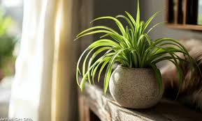 Image result for Chlorophytum comosum
