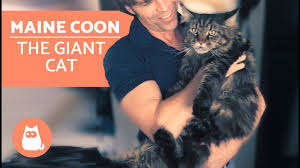 How much will it cost to bring. Maine Coon Characteristics Character And Care Youtube