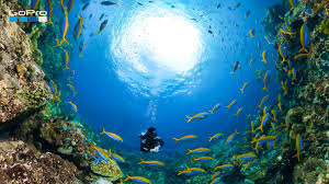 Bringing the world together, one meeting at a time. Level Up Video Chats With Gopro Virtual Backgrounds