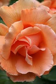 The peach rose can also be a great way to show sympathy to a loved one or a close friend. 45 Peach Roses Ideas Peach Roses Rose Peach