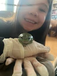 We have hoppy, healthy, "bullet-proof" White's Tree Froglets available now!  There's a reason they are so popular