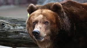Grizzly, panda, and ice bear, each having their own personalities, interests and talents. Why Bears Are Coming Out Of Hibernation Early Bbc News