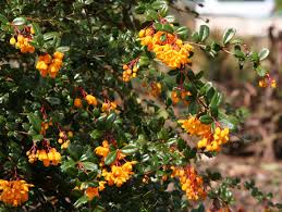 Image result for Berberis darwinii