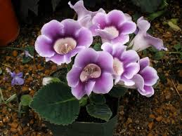 Image result for Gesneriaceae