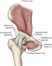 Ligaments are soft tissue structures that connect bones to bones. Structure And Function Of The Hip Musculoskeletal Key