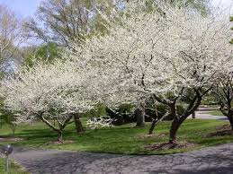 Considered the hardiest magnolia of all. Bee Sweet Nature Co Naturally Speaking The Best Trees And Shrubs For Ontario Pollinators