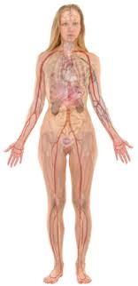 Female anatomy includes the external genitals, or the vulva, and the internal reproductive organs. File Female Template With Organs Svg Wikimedia Commons