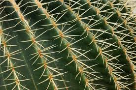 It's big bold and beautiful! Mexico Golden Barrel Cactus Echinocactus Grusonii Amf002875 Martin Moxter Westend61