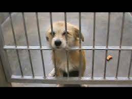 Maybe you would like to learn more about one of these? Pasadena Humane Society Spca Youtube