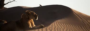In 1967 the skeleton coast was declared a park and there are records of occasional sightings. Vanishing Kings Namibia S Desert Lions Movie Filmed At Haonib Skeleton Coast Ultimate Africa Safaris