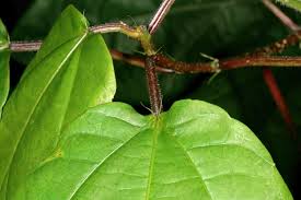 Image result for Alchornea hirtella