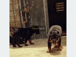 Registration fees · check list for registration · import of dogs to sri lanka · export of dogs from sri lanka. Pets Rottweiler Puppies In Homagama Saleme Lk