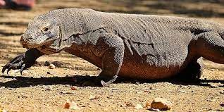 Maybe you would like to learn more about one of these? Komodo Kadal Raksasa Paling Berbahaya Di Dunia Halaman All Kompas Com