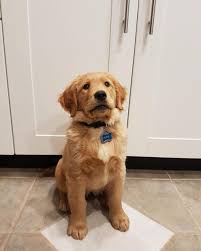 Both parents have darker coats and great temperaments. Looking For Dark Red Golden Breeders Golden Retriever Dog Forums