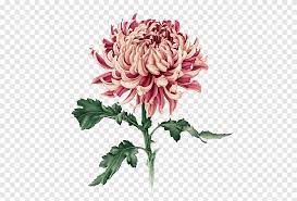 Bunga Krisan Merah Muda Dalam Seni Mekar Jepang Chrysanthemum Botanical Ilustrasi Lukisan Menggambar Bunga Cat Air Lukisan Cat Air Botani Png Pngegg