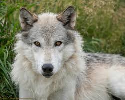 Check spelling or type a new query. 8 Magic Places To See Wolves In The Wild Destination Wildlife