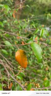 Image result for Croton dichogamus