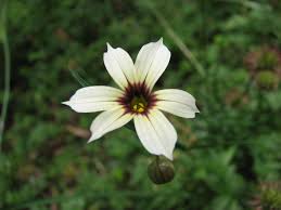 Image result for Sisyrinchium micranthum