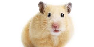 Buzzfeed news reporter the cutest pups, every day in your inbox all the most important cat stories of the week hamster births are often a surprise for hamster owners. Hamsters Google Search Le Hamster Hamster Animaux Les Plus Mignons