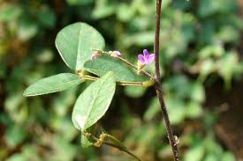 Image result for Teramnus