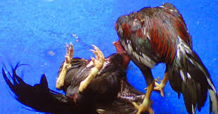 Sisik jari tengah kiri kanan pecah, namanya tunjung karang, sifatnya ayam ini jika bertarung maka dapat membingungkan musuhnya. Pecinta Ayam Jago Bangkok Trik Menang Adu Ayam Bangkok Menurut Primbon Jawa