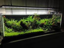 Read verified and trustworthy customer reviews for main aquarium or write your own review. Vancouver Aquascape Home Facebook