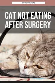 Cat Not Eating After Surgery Cats After Surgery Cat Care Tips