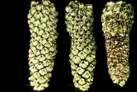 Image result for Walnut blight