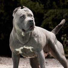 Xxl American Bully Xxl Luxor Bullys Karisma Bully Xxl American Bully Bully Dog