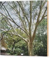 Image result for Acacia xanthophloea