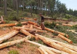Orman genel müdürlüğü'nün açtığı ilana başvurular i̇şkur üzerinden yapılacak. Orman Genel Mudurlugu 700 Daimi Isci Alimi Yapilacagini Duyurdu