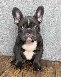 French bulldog california offers the widest variety of colors and patterns you will find anywhere in california. Bennett Male Akc French Bulldog 3500 Bulldog Puppies French Bulldog Puppy Black French Bulldog