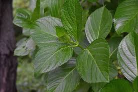 アジサイ 紫陽花 庭木図鑑 植木ペディア